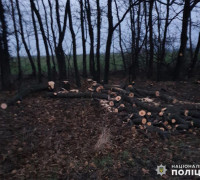 Поліцейські задокументували незаконну порубку дерев