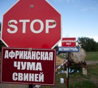 Чиновники думають, як на Бучаччині зупинити африканську чуму